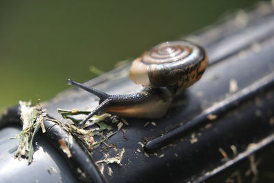 Close-up of snail on leaf