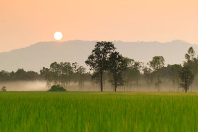 Scenic view of field against sky during sunset