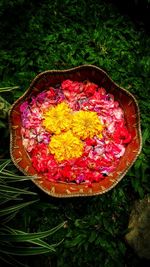 Close-up high angle view of plant