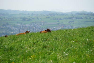 View of sheep on grassy field