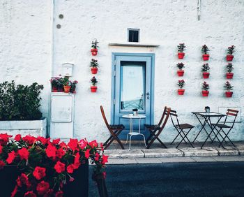 Potted plant on window of building