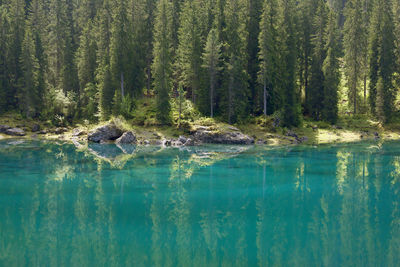 Scenic view of lake in forest