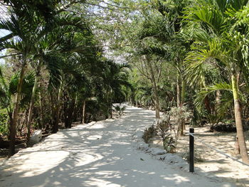 View of palm trees