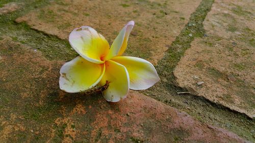 High angle view of yellow flowering plant on land