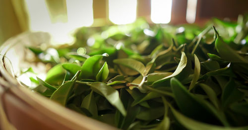 Close-up of green leaves in potted plant