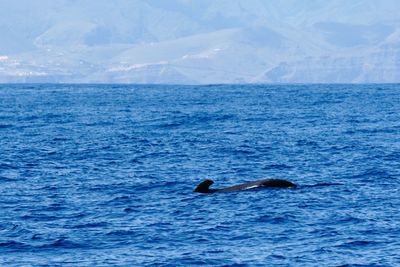 Whale floating near the coast