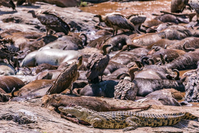 Vultures clean up the nature feasting on the wildebeest carcass in mara river during the migration