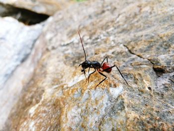 Close-up of insect on rock