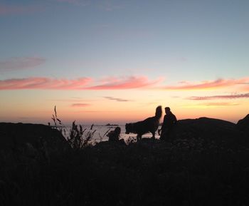 Silhouette dog standing on landscape against sky during sunset