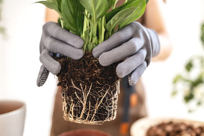 Closeup of female gardener hands and houseplant spathiphyllum root system