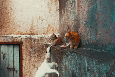 Cats against old wall