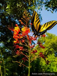 Close-up of butterfly perching on tree