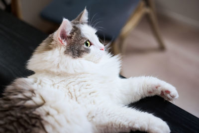 Close-up of white cat sitting on dining table looking away