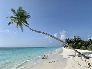 Palm with swing, maldives