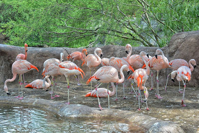 Flamingos in a lake