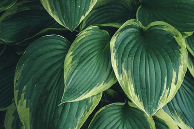 Close-up of fresh green leaves