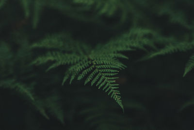 Fern for wallpaper