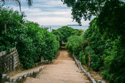 Walkway amidst trees against sky