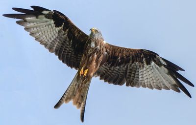 Low angle view of red kite flying against sky