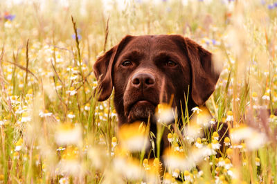 Portrait of dog on field