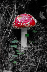 Close-up of fly agaric mushroom on field