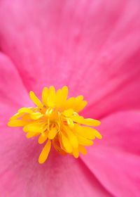 Close-up of pink flower