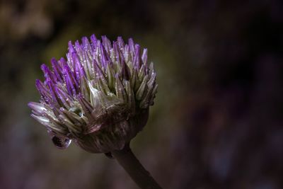 Close-up of purple thistle flower