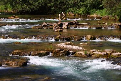 Scenic view of river flowing in forest