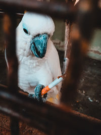 Close-up of parrot eating