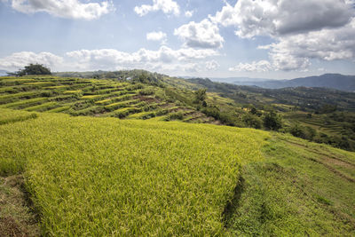 Scenic view of agricultural field against sky
