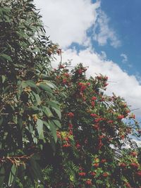 Low angle view of trees against sky