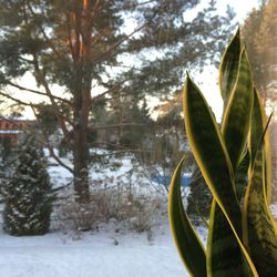 Close-up of potted plant at glass window against snow covered field