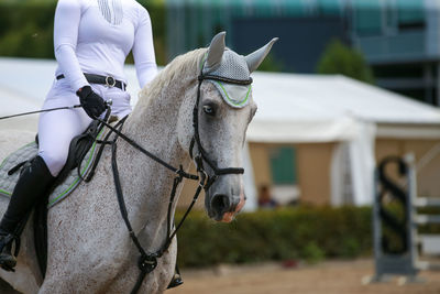 Close-up of horse standing outdoors