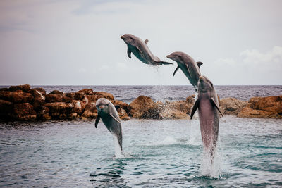 Dolphins jumping out of the sea