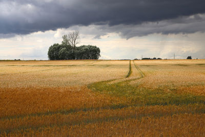 Scenic view of field against sky