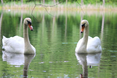 Swans swimming in lake