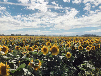 Scenic view of sunflower field against cloudy sky