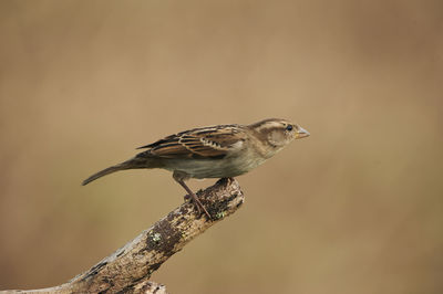 Close-up of bird perching on branch