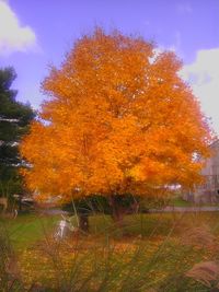 Trees in park