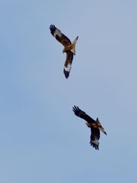 Low angle view of bird flying against clear sky