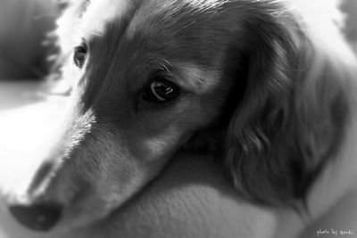 Close-up portrait of a dog