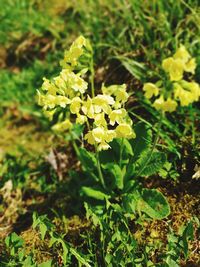 Close-up of yellow flowering plant on field