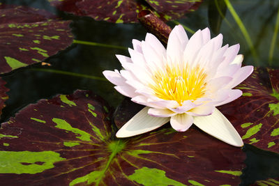 Close-up of lotus water lily in lake