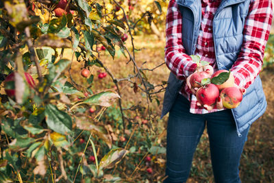 Woman picking ripe apples on farm. farmer grabbing apples from tree in orchard. harvest time