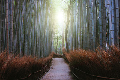 Walkway amidst trees in forest