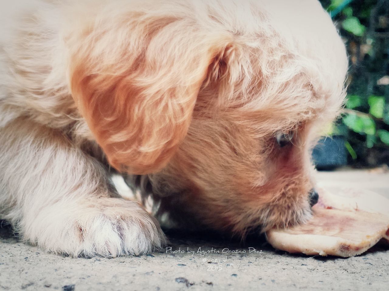 animal themes, domestic animals, one animal, pets, mammal, dog, relaxation, animal hair, close-up, lying down, resting, animal head, cute, zoology, focus on foreground, no people, puppy, sleeping, looking away, animal body part