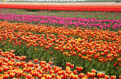 Red tulips in field