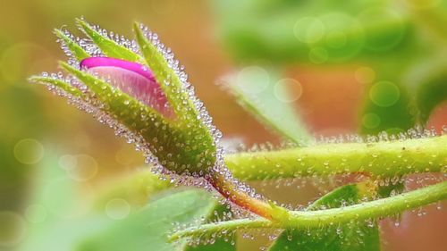 Close-up of wet pink flowering plant