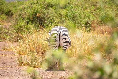 Zebra standing on field