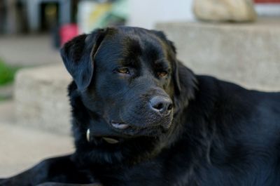 Close-up portrait of black dog